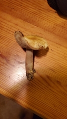 Xanthoconium stramineum