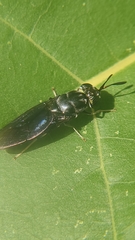 Stratiomyidae
