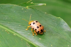 Podontia quatuordecimpunctata