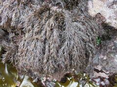 Odonthalia floccosa