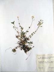 Draba cardaminiflora