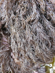 Odonthalia floccosa