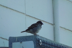 Passer domesticus