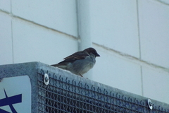 Passer domesticus