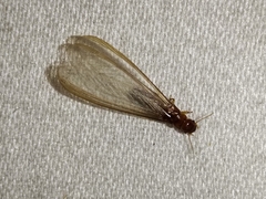 Termitoidae