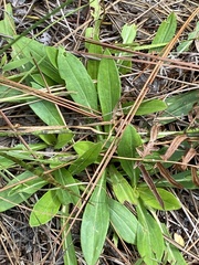 Carphephorus paniculatus