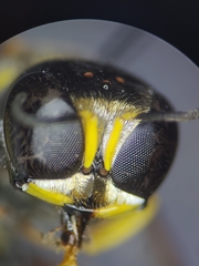 Ectemnius decemmaculatus