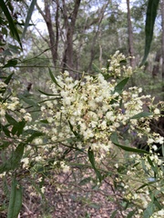 Acacia myrtifolia