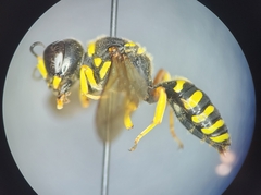 Ectemnius decemmaculatus