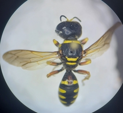 Ectemnius decemmaculatus