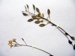 Draba cardaminiflora