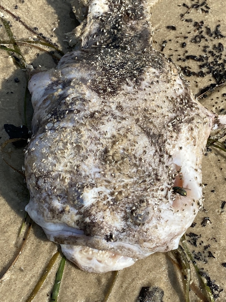 Oyster Toadfish from Chesapeake Bay, Virginia Beach, VA, US on July 16