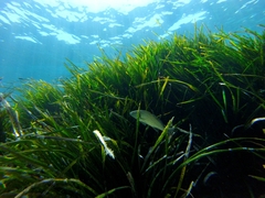 Umbrina cirrosa