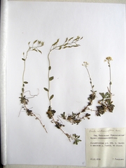 Draba cardaminiflora