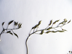 Draba cardaminiflora