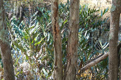 Acrostichum speciosum
