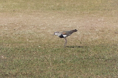 Vanellus chilensis