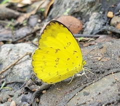 Eurema simulatrix