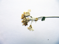 Draba cardaminiflora