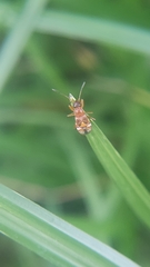 Hemiptera