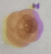 Trochammina inflata