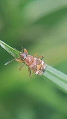 Hemiptera