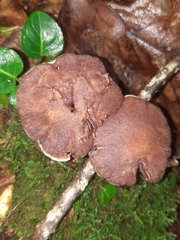 Cortinarius torvus