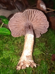 Cortinarius torvus