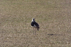 Vanellus chilensis