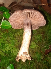 Cortinarius torvus