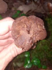 Cortinarius torvus