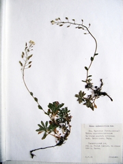 Draba cardaminiflora