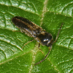 Microrhagus breviangularis