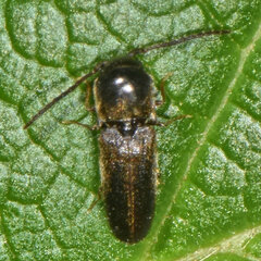 Microrhagus breviangularis