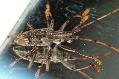 Pharsalia subgemmata