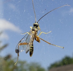 Spilopteron occiputale