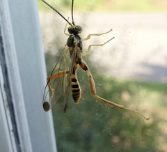 Spilopteron occiputale