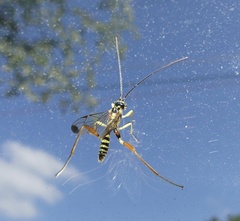 Spilopteron occiputale