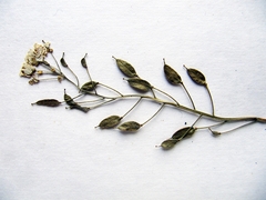 Draba cardaminiflora