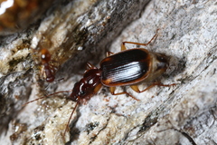 Cymindis limbata