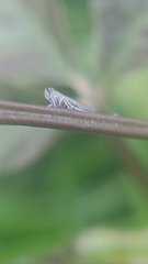 Hemiptera