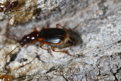 Cymindis limbata