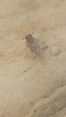 Hemiptera