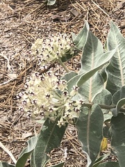 Asclepias eriocarpa