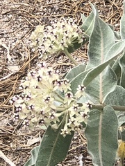 Asclepias eriocarpa