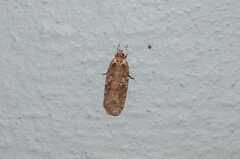Agonopterix ciliella