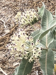 Asclepias eriocarpa
