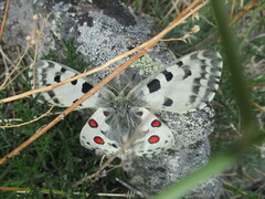 Parnassius nomion