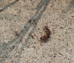 Pheidole nodus