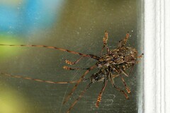 Pharsalia subgemmata